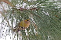 goudhaan (Regulus regulus) 2-2021 5015